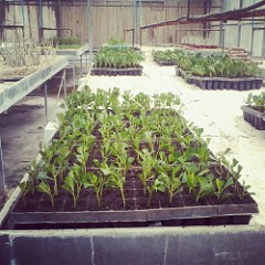 Plantin Miosporo